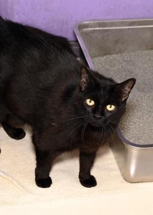 Bill Nye (In a Foster Home), adult, available for adoption