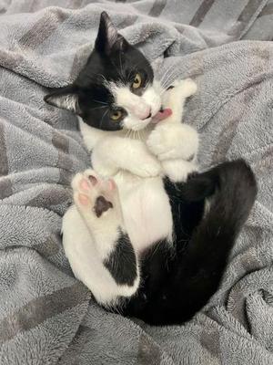 Elsa, young, available for adoption