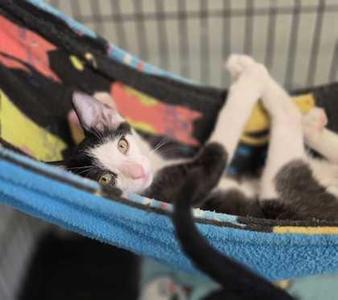 Angel, young, available for adoption