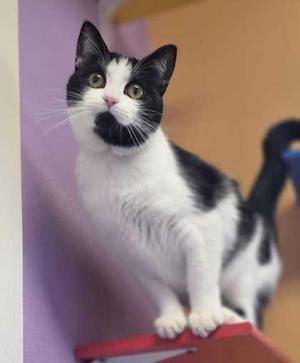 Lacy, adult, available for adoption