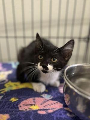Grandma Annie, young, available for adoption