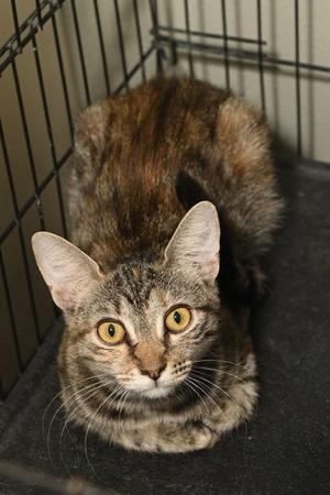 Flora, young, available for adoption