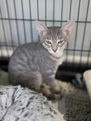 A gray tabby cat sitting in a cage with a textured blanket in the foreground.