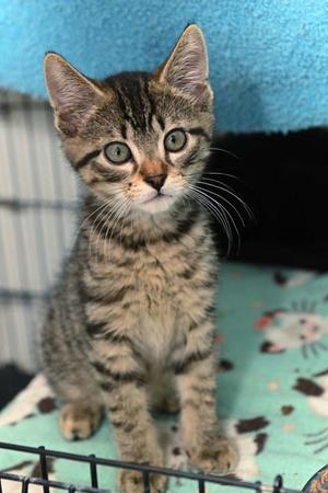 Junior, young, available for adoption