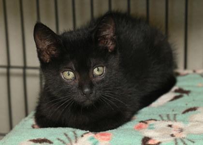 Atticus, young, available for adoption