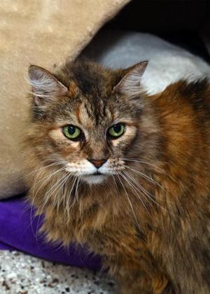 Kaitlyn, senior, available for adoption