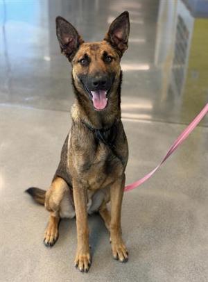 CAPTAIN, German Shepherd Dog / Belgian Shepherd Malinois, young, available for adoption