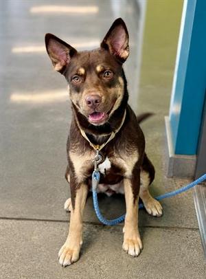 CHERRY, Siberian Husky, young, available for adoption
