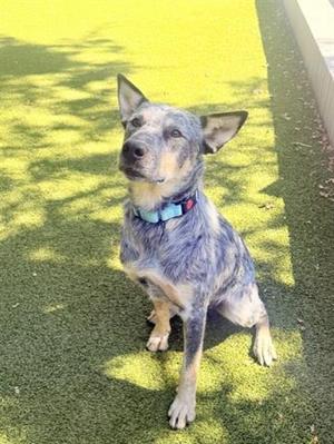 A blue heeler dog sitting on artificial grass, wearing a blue collar with a red tag.
