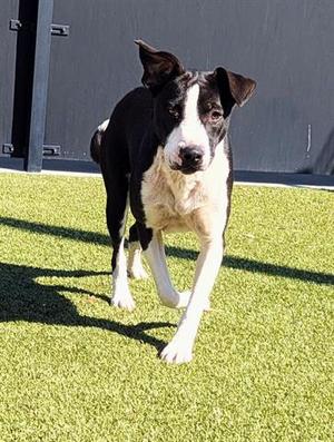 EMBER, Collie, young, available for adoption