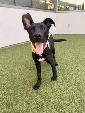 MICHAEL, German Shepherd Dog, young, available for adoption