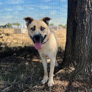 BLUE, Siberian Husky, young, available for adoption
