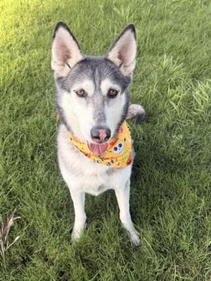 ZOEY, Siberian Husky, adult, available for adoption