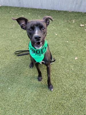 A black dog wearing a green bandana with the word "ADOPT" on it, sitting on artificial grass.