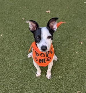 PELUCHES, Chihuahua, young, available for adoption