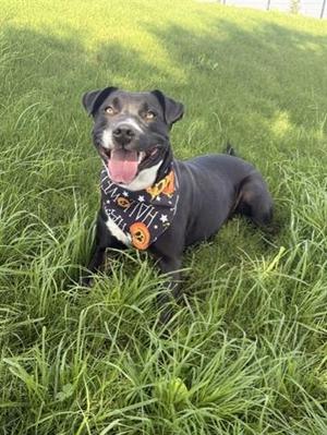 A black dog with a white chest and face markings is lying in a grassy field, wearing a bandana with Halloween-themed designs. The dog appears happy and is panting with its tongue out.