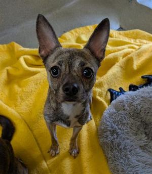 TOPANGA, Patterdale Terrier (Fell Terrier), adult, available for adoption