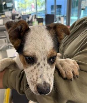 MARCUS, Queensland Heeler, puppy, available for adoption