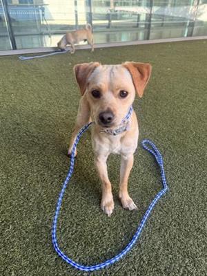 BANDIT, Terrier / Chihuahua, young, available for adoption