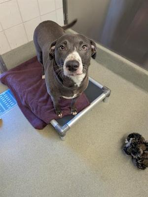 A gray and white dog standing on a purple blanket on a metal platform, looking up with its ears perked up.