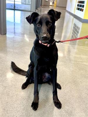 PAPA MIDNIGHT, Labrador Retriever, young, available for adoption