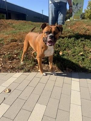 EUGENE, Boxer, adult, available for adoption