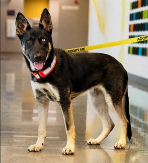 GWENDOLYN, German Shepherd Dog / Siberian Husky, young, available for adoption