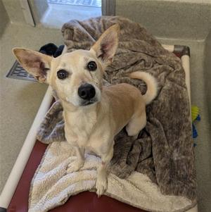 a small white dog with large ears sitting on a blanket