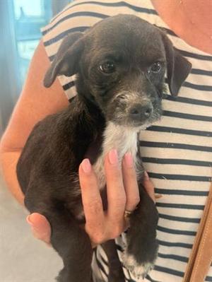 SAMIRA, Terrier, puppy, available for adoption