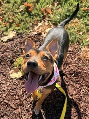 HONEY, Terrier, young, available for adoption