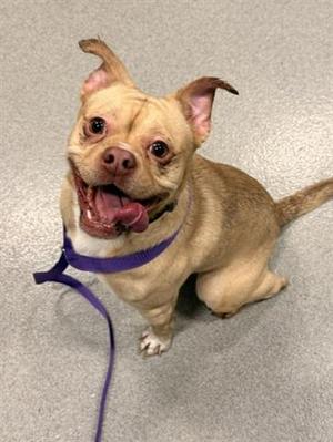 a small tan dog with large ears and a purple collar sitting on a gray floor