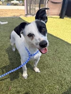 GORDO, Terrier, young, available for adoption