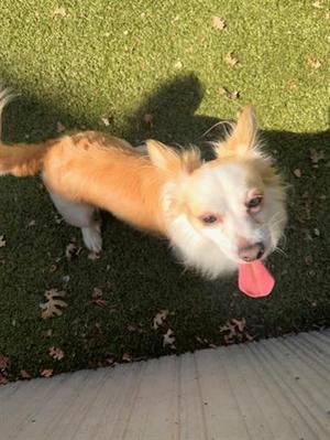 CHARLIE, Pomeranian, young, available for adoption