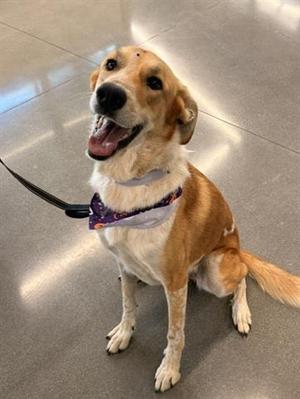 A happy dog with a brown and white coat, wearing a purple bandana, sitting on a tiled floor.