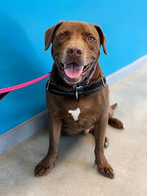 MOOSE, Labrador Retriever, adult, available for adoption