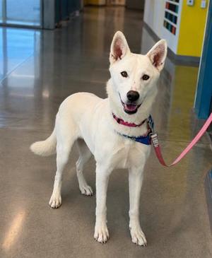 IVORY, Siberian Husky, adult, available for adoption