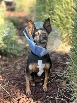 A small dog wearing a cone, sitting on a bed of mulch with greenery in the background.
