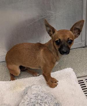 LUNA, Chihuahua, young, available for adoption