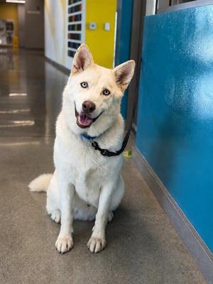 CABO, Siberian Husky, senior, available for adoption