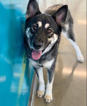 ZIVA, German Shepherd Dog, young, available for adoption