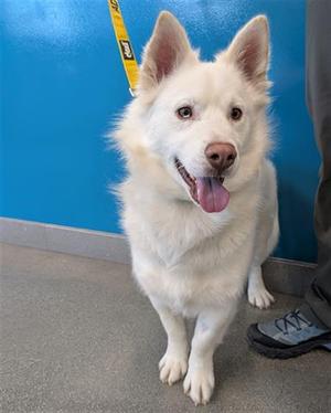 STERLING, Samoyed, young, available for adoption
