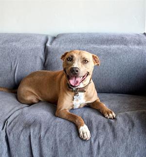 SAVANNAH, Pit Bull Terrier, adult, available for adoption