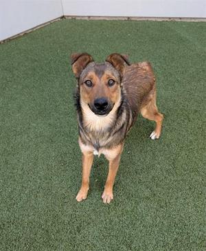 A brown and black dog standing on green artificial grass