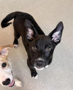 OCTOBER, Border Collie, puppy, available for adoption