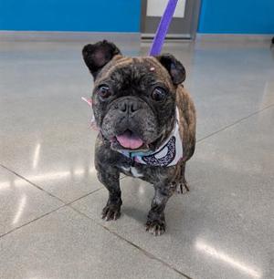 BOBA, French Bulldog, adult, available for adoption