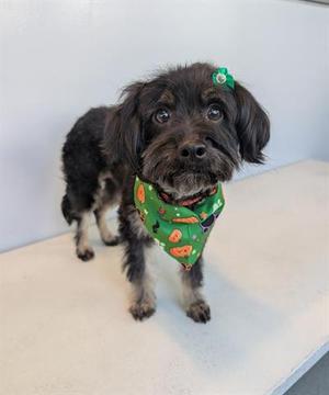 SALLY SKELLINGTON, Yorkshire Terrier Yorkie / Poodle (Miniature), adult, available for adoption