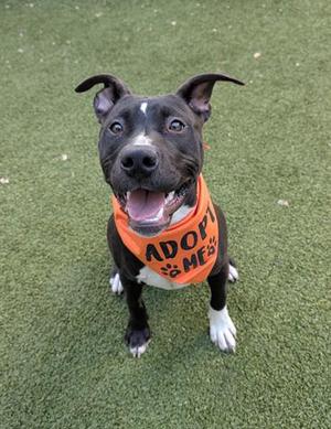 A black and white dog wearing an orange bandana that says "ADOPT ME".