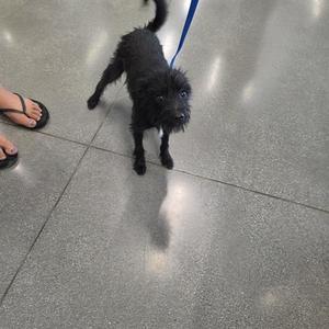 black dog on a leash