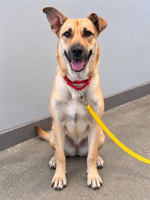 A happy dog sitting on the ground with a yellow leash attached to its red collar.