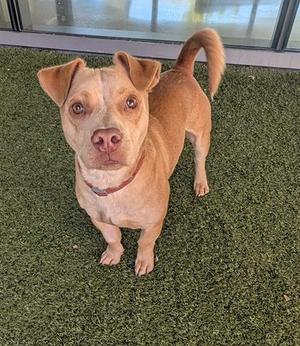 COPPER, Chihuahua / Cardigan Welsh Corgi, adult, available for adoption